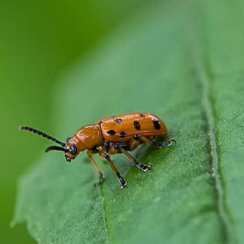 Réf. 206 694 : Crioceris duodecimpunctata